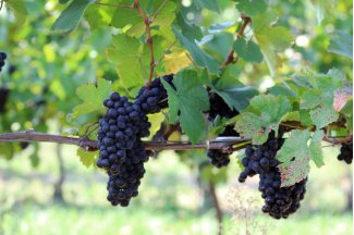 vino